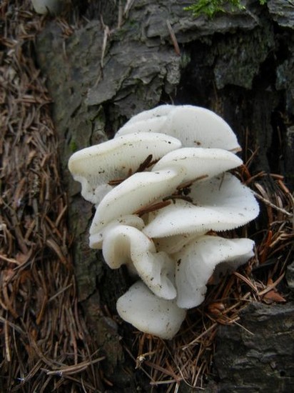 PSEUDOHYDNUM_GELATINOSUM_2