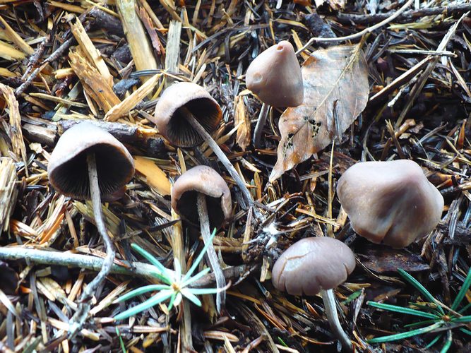 Panaeolus_rickenii