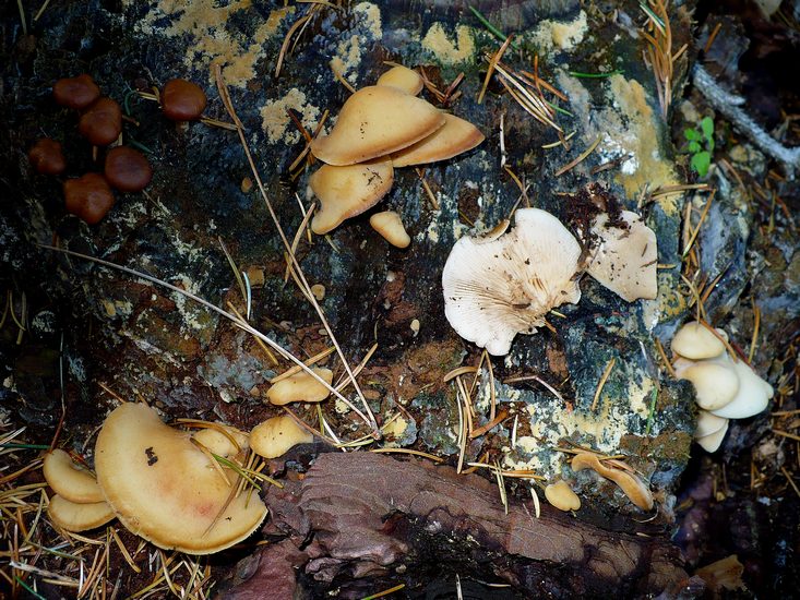 Panellus stypticus