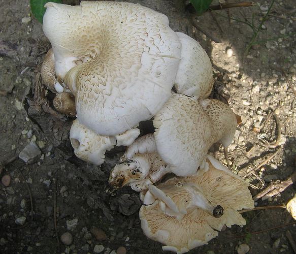 Panus_tigrinus_2