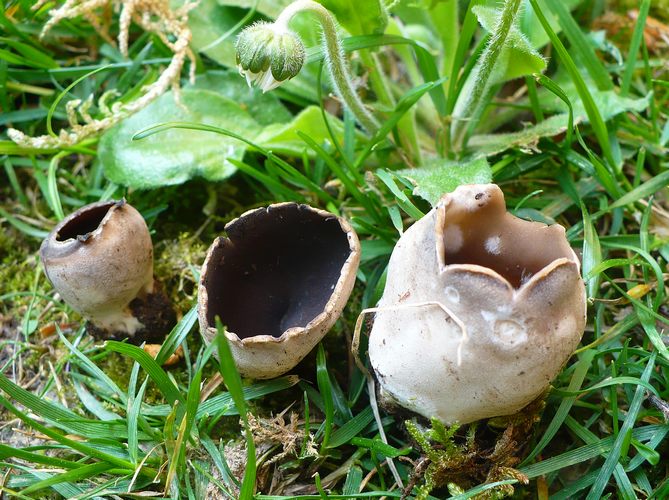 Paxiina_leucomelaena