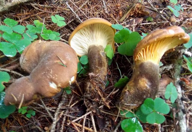 Paxillus_atrotomentosus