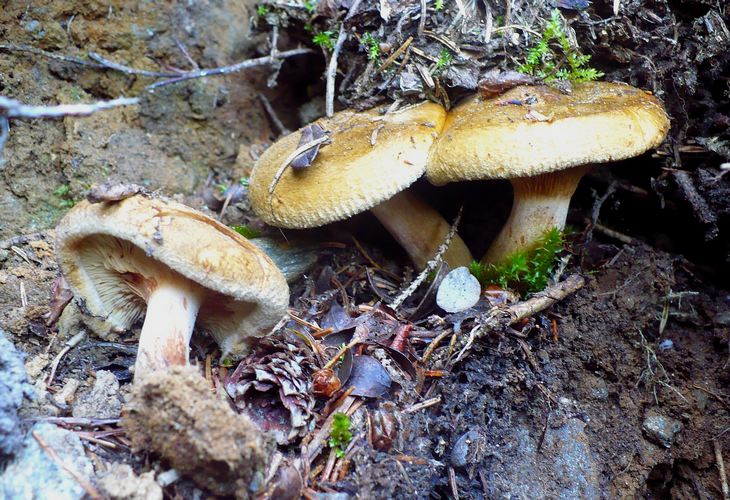 Paxillus_involutus