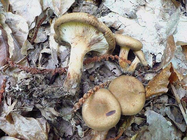 Paxillus_involutus_Crispiero