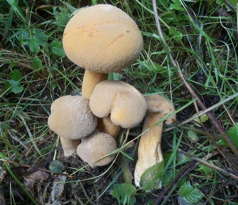 Phaeolepiota_aurea