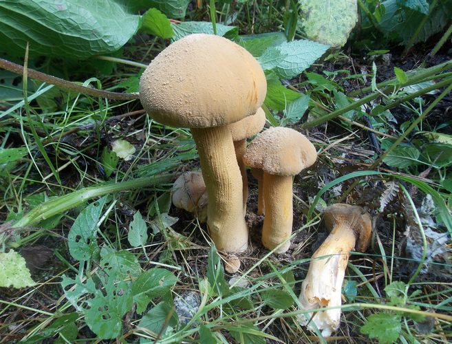 Phaeolepiota_aurea_2
