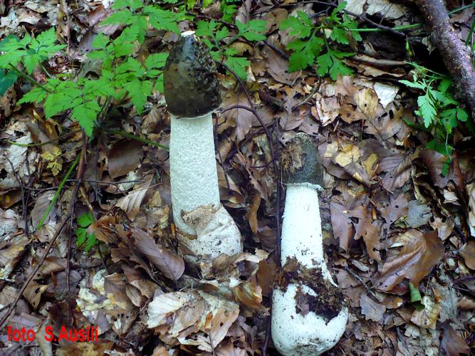 Phallus_impudicus_2