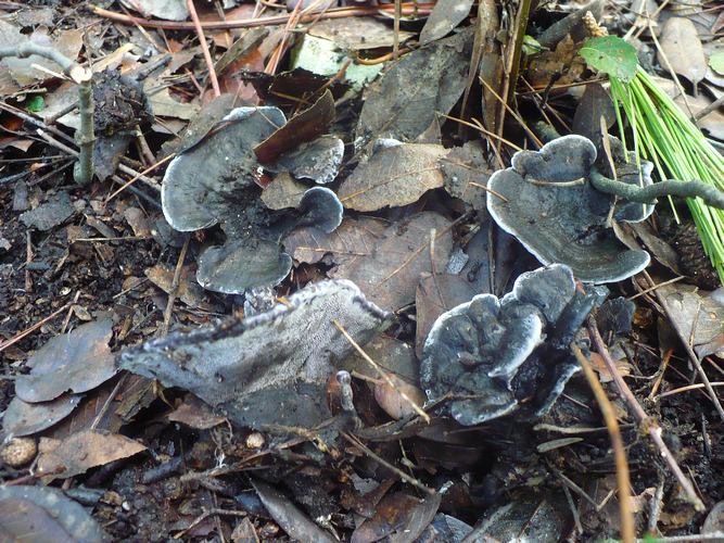 Phellodon_niger_Conero