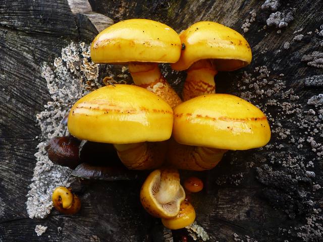 Pholiota_aurivella