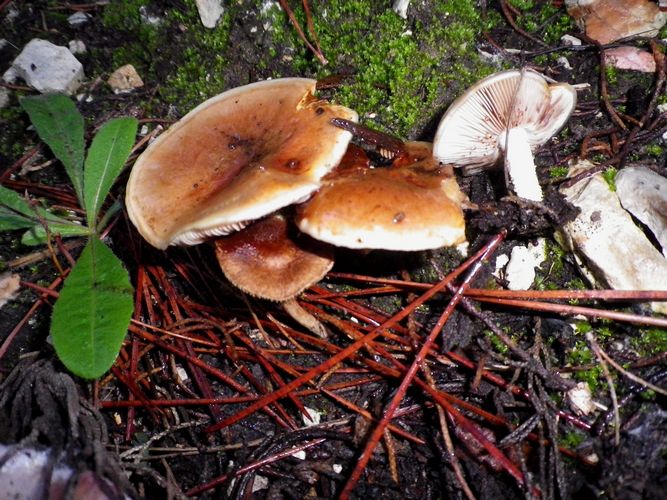 Pholiota_carbonaria_Serra