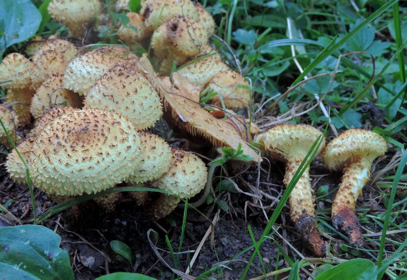 Pholiota squarrosa 5