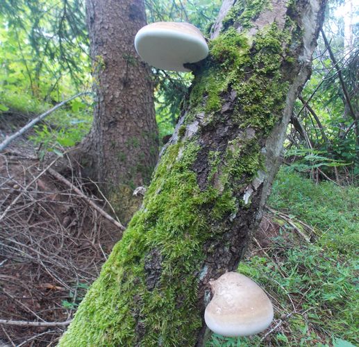 Piptoporus_betulinus_2014
