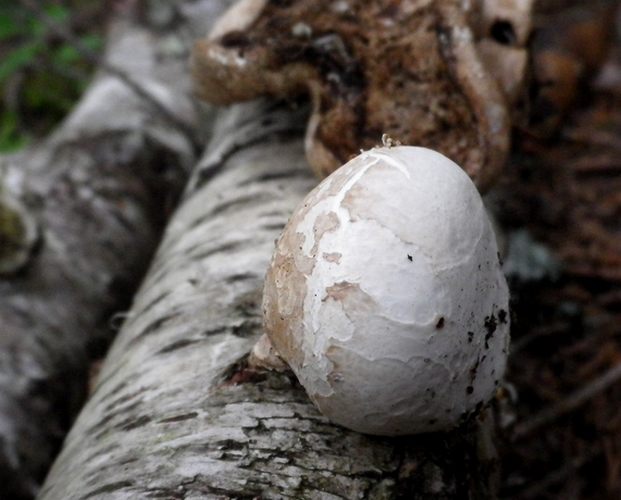 Piptoporus_betulinus_Tesero