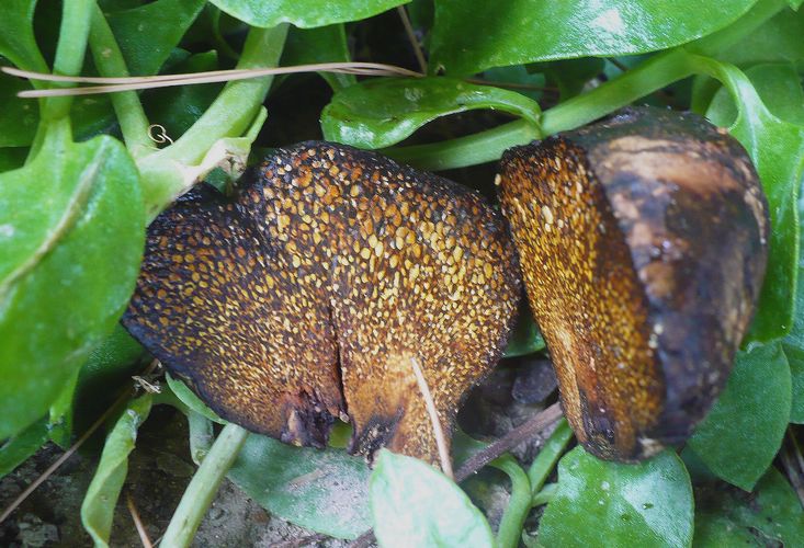Pisolithus arrhizus
