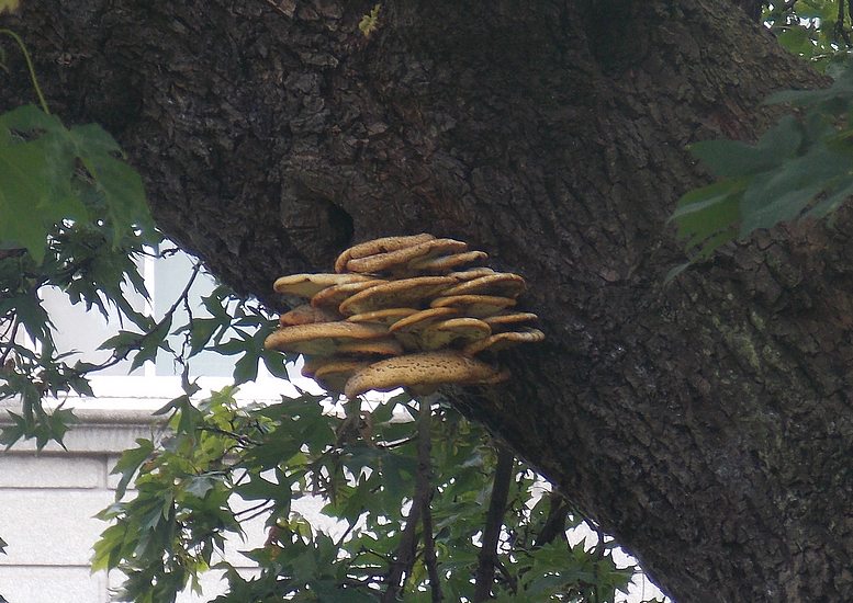 Polyporus squamosus