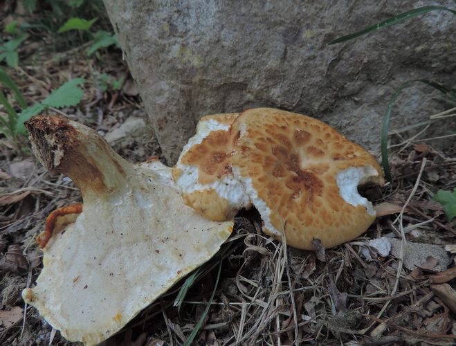Polyporus tuberaster Camm
