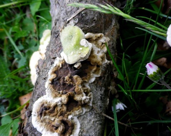 Porostereum_spadiceum_su_legno_di_faggio