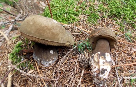 Porphirellus_porphirosporus