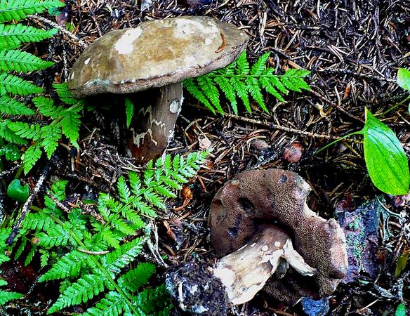 Porphyrellus_porphyrosporus