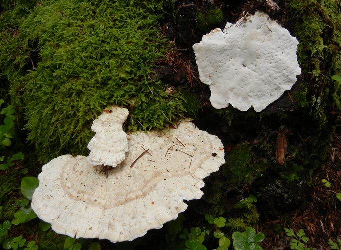 Postia_styptica