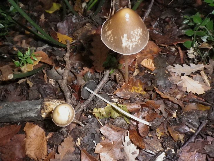 Psathyrella conopilus alla Selva di Gallignano