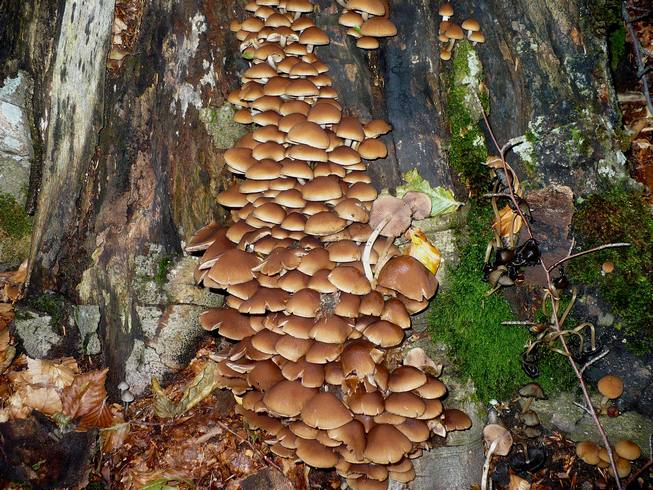 Psathyrella_piluliformis