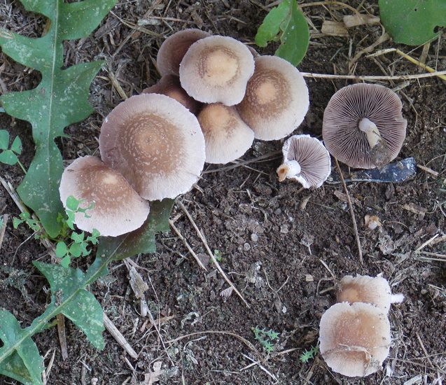 Psathyrella wavereniana