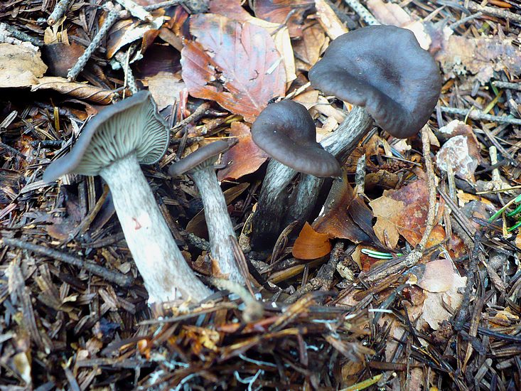 Pseudoclitocybe cyathiformis