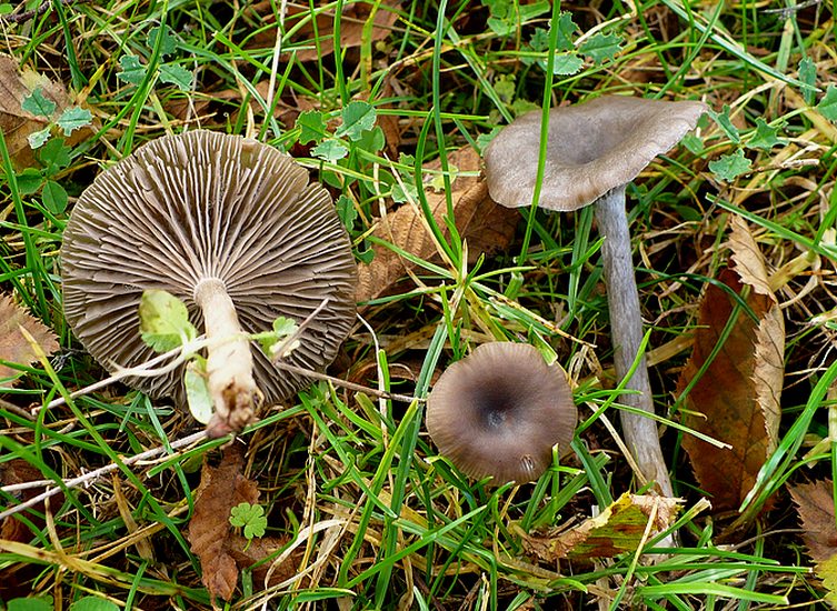 Pseudoclitocybe obbata