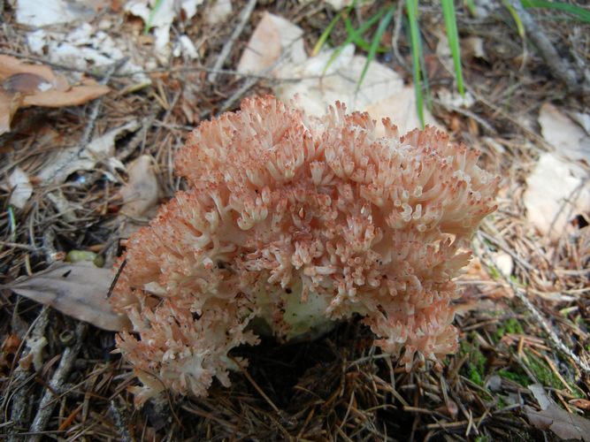 RAMARIA_BOTTRYTIS_1_M