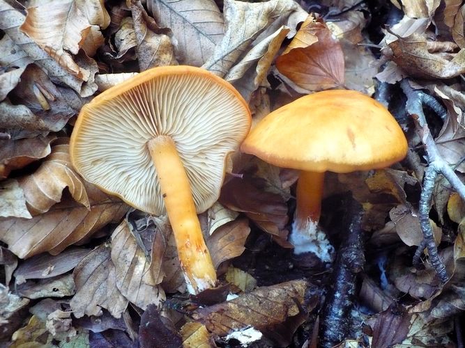 RHODOCYBE_NITELLINA_aMIATA