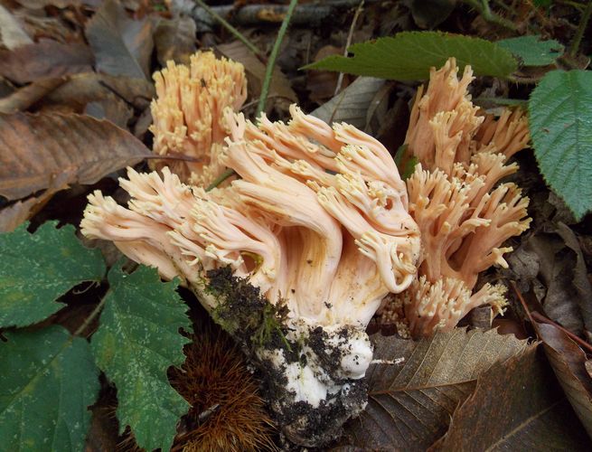 Ramaria_formosa