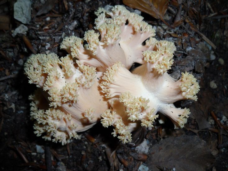 Ramaria formosa Sibillini Nov Fabio 1