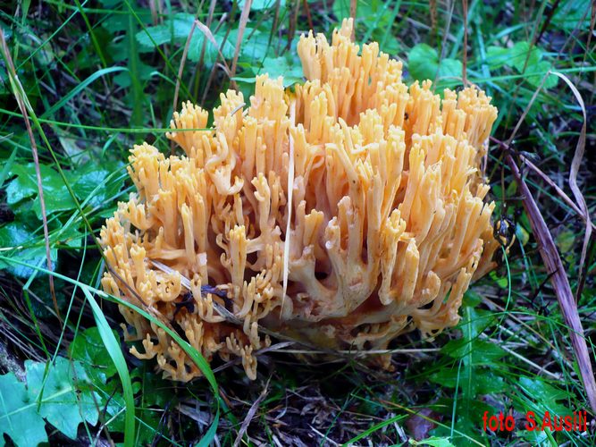 Ramaria_largentii
