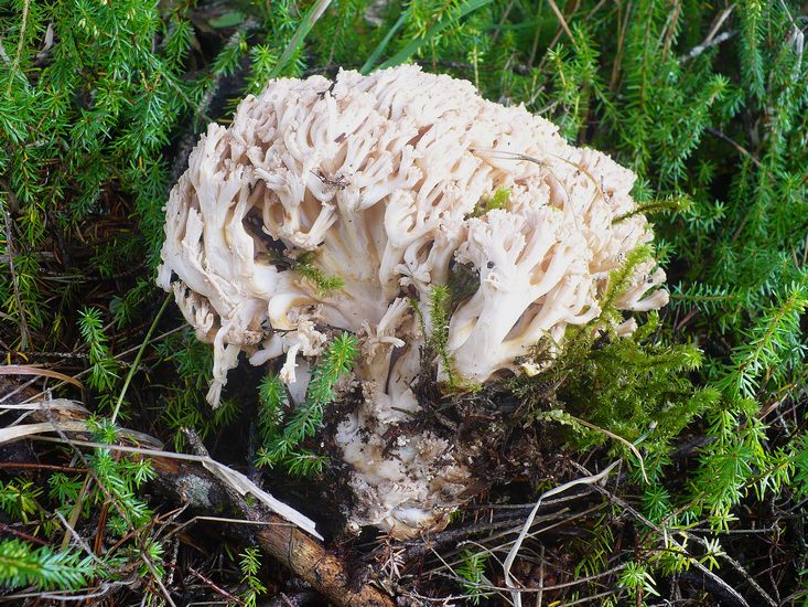 Ramaria pallida 2