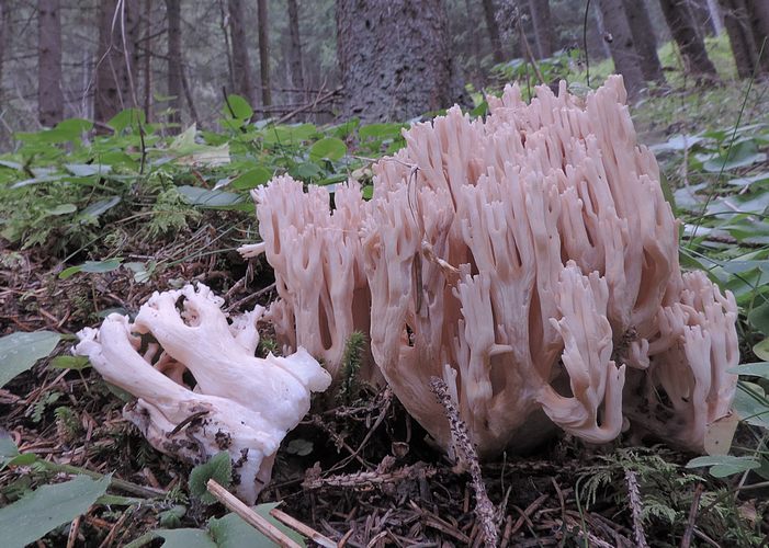 Ramaria_pallida_CaNAZEI_x