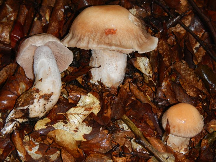 Rhodocollybia fodiens