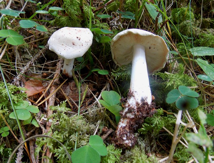 Rhodocollybia maculata