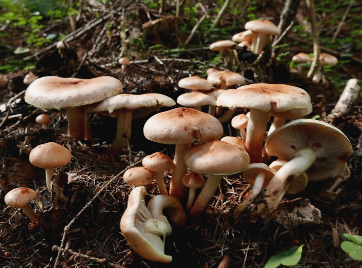 Rhodocollybia maculata2
