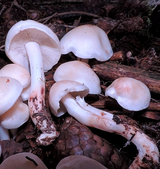 Rhodocollybia maculata 