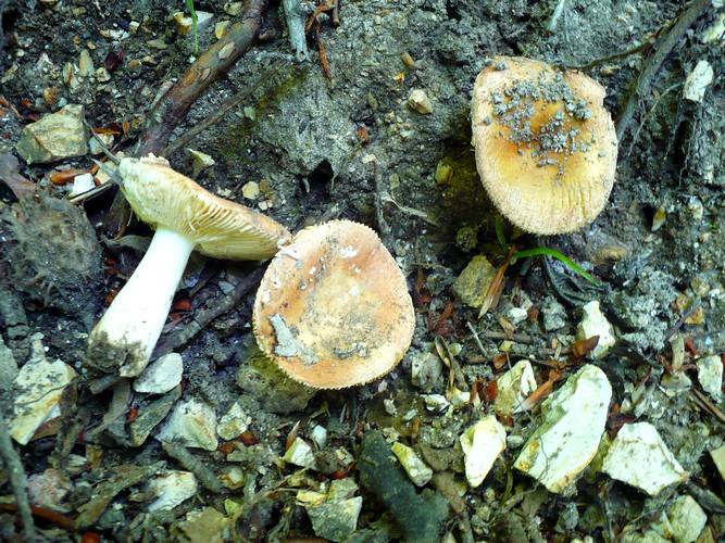 Russula_acetolens