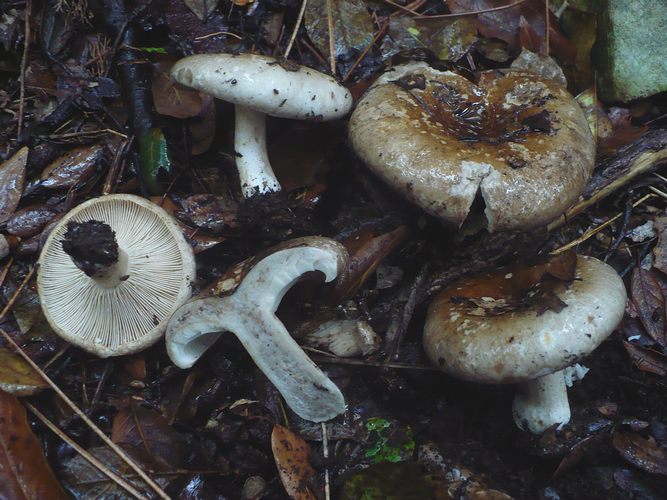 Russula_acrifolia