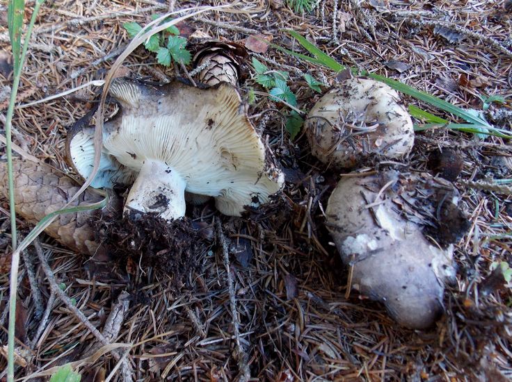 Russula adusta