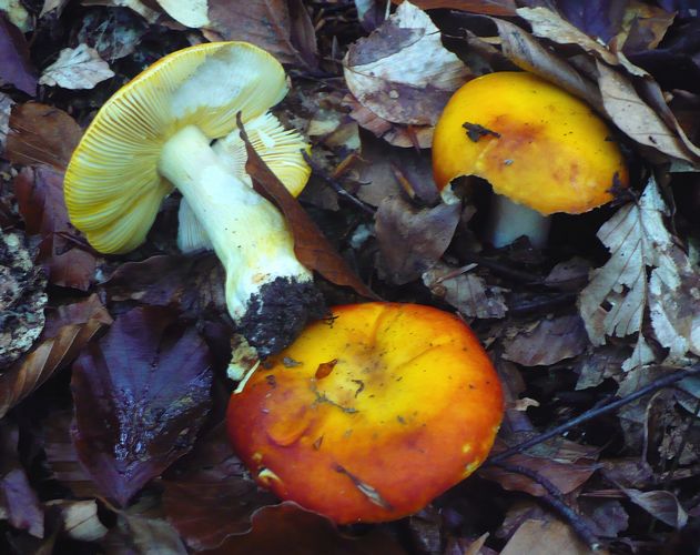 Russula_aurata