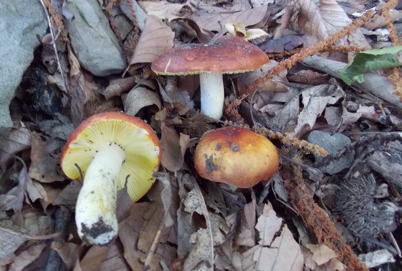 Russula aurea spelonga