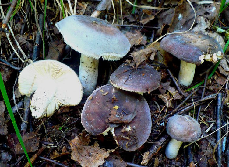 Russula azurea