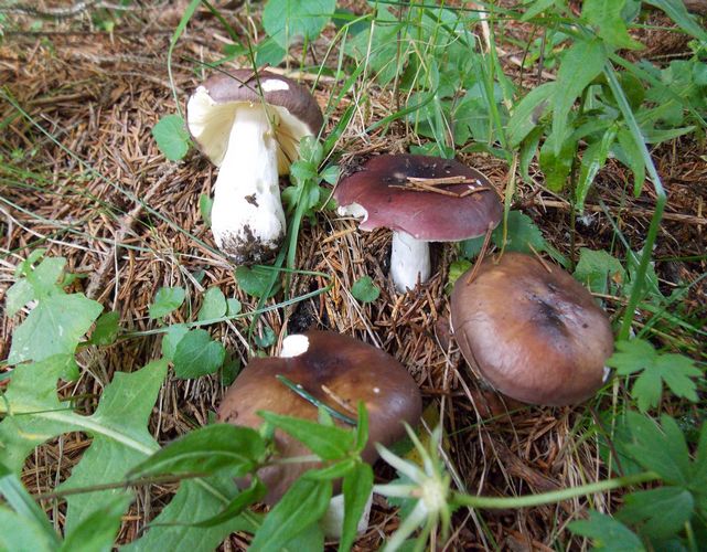 Russula_badia