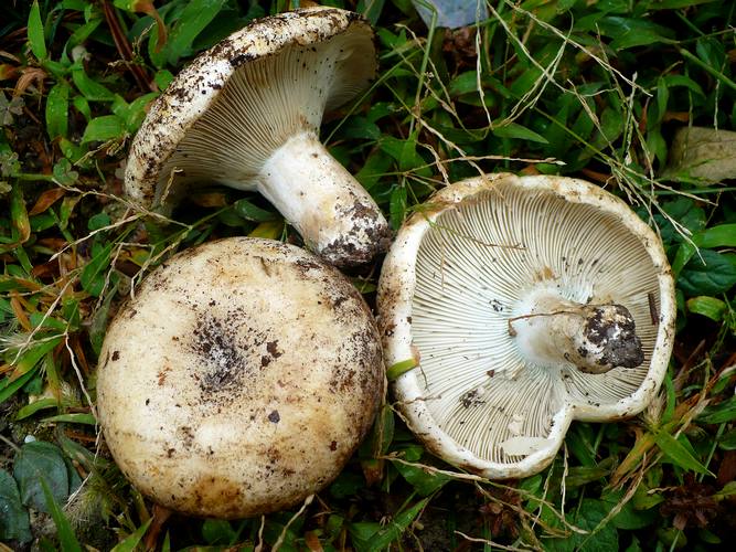 Russula_chloroides_2