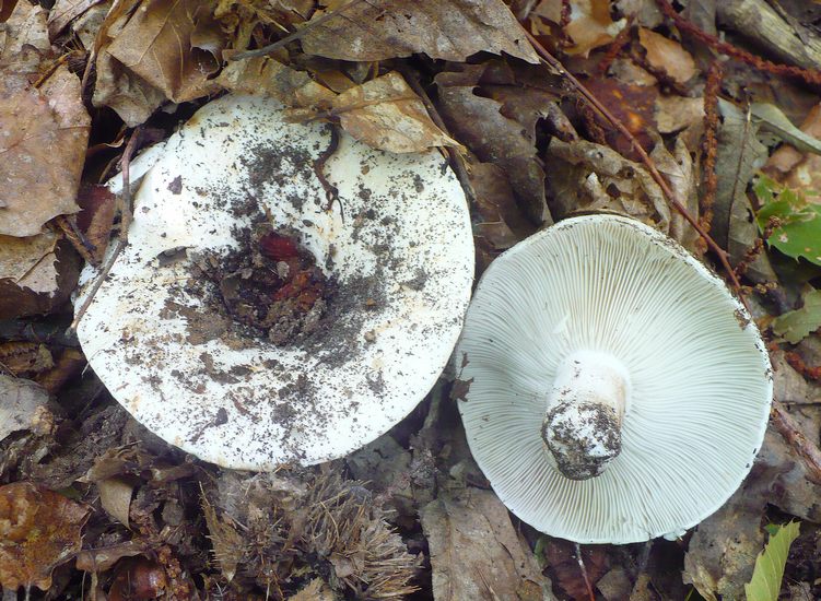 Russula chloroides Crispiero