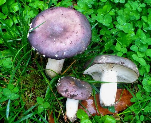 Russula_cyanoxantha